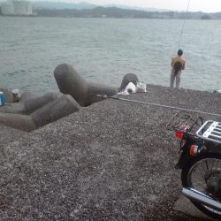 ヘダイ、サバ、アジ